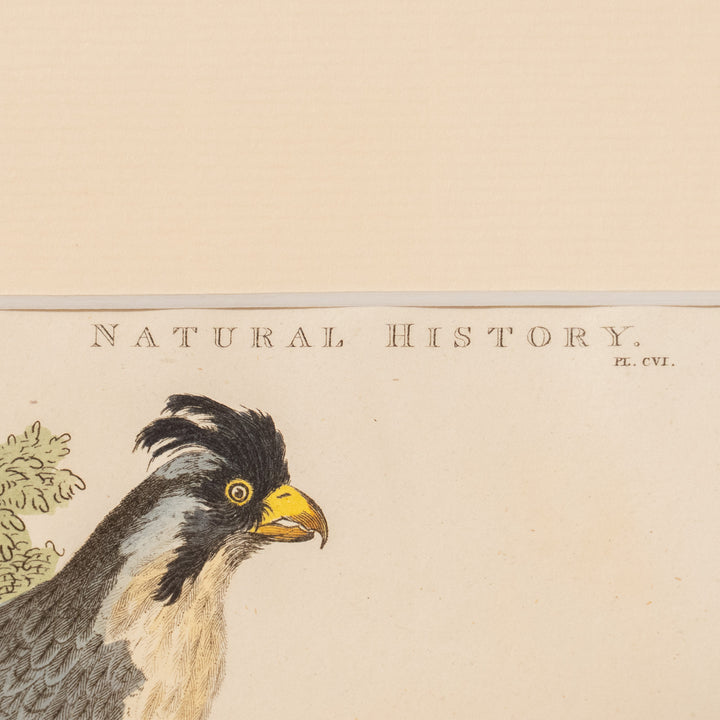 『Crested African Falcon & Goshawk』カンムリハヤブサとオオタカを繊細に描いた アートピース