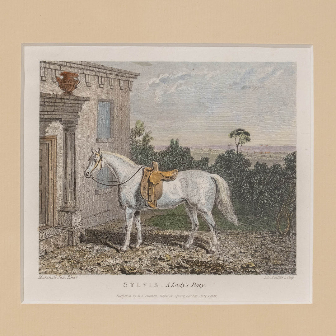 『SYLVIA, A Lady's Pony』貴婦人の乗馬用として愛されていた白馬シルヴィアの肖像画 アートピース