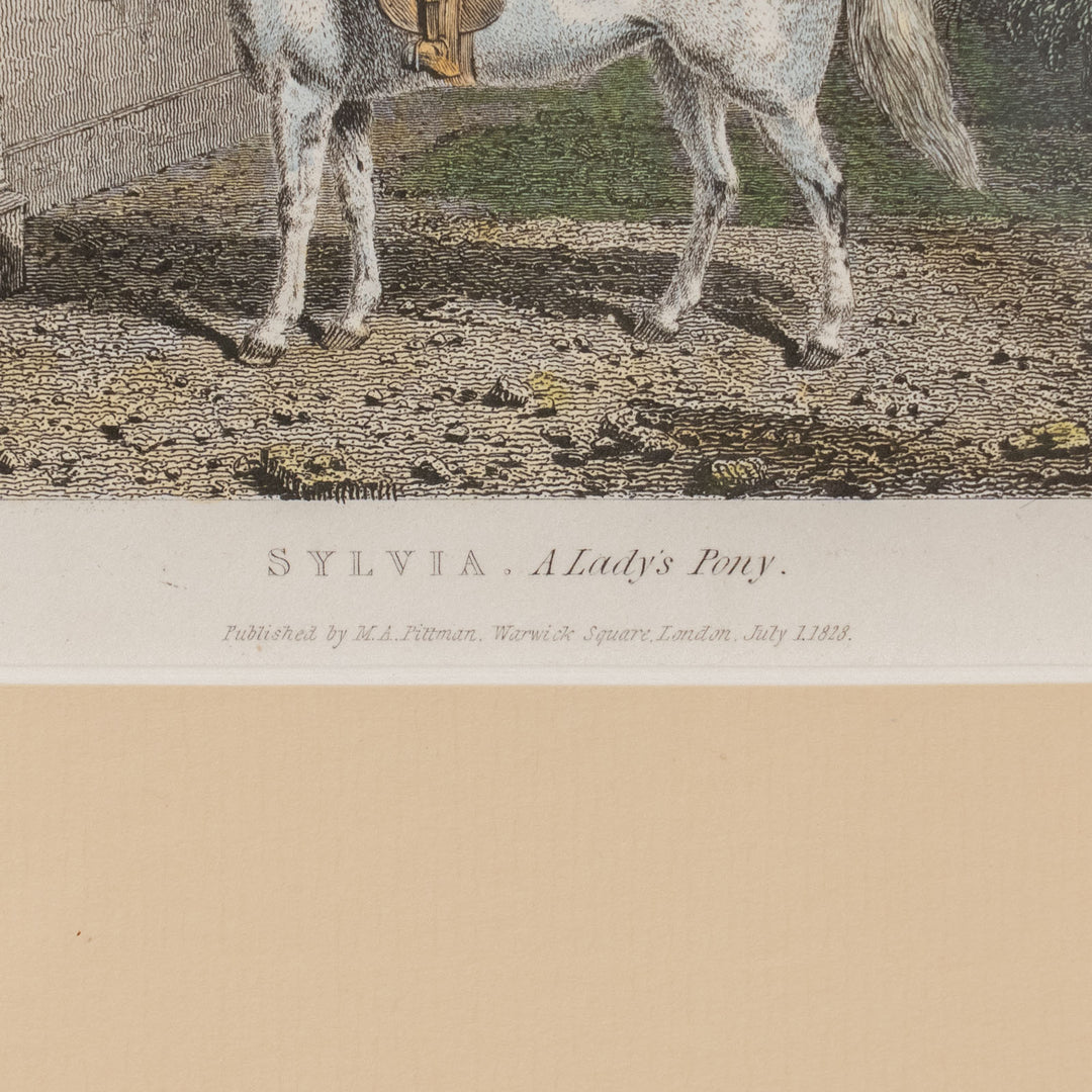 『SYLVIA, A Lady's Pony』貴婦人の乗馬用として愛されていた白馬シルヴィアの肖像画 アートピース
