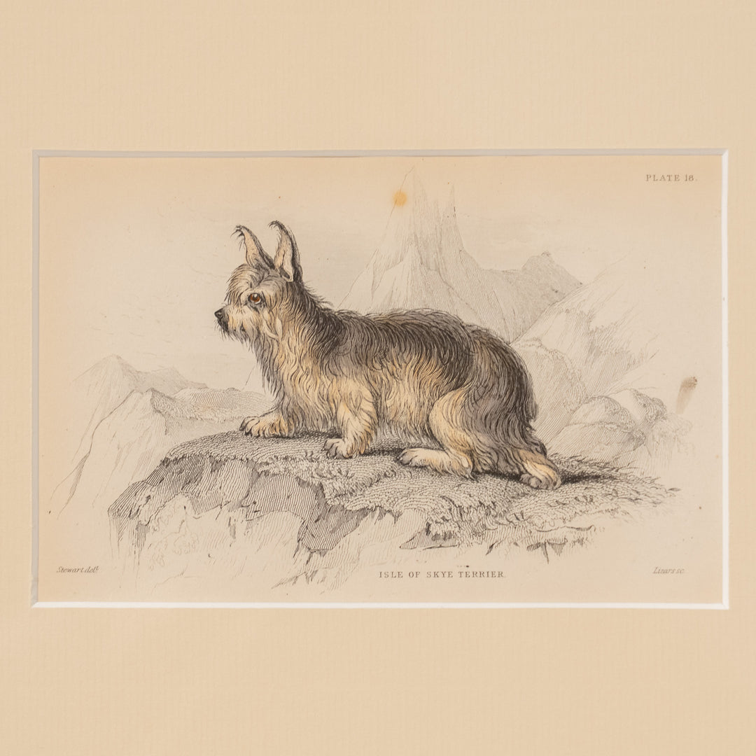 『ISLE OF SKYE TERRIER』幻の犬種スカイテリアの初期肖像 アートピース