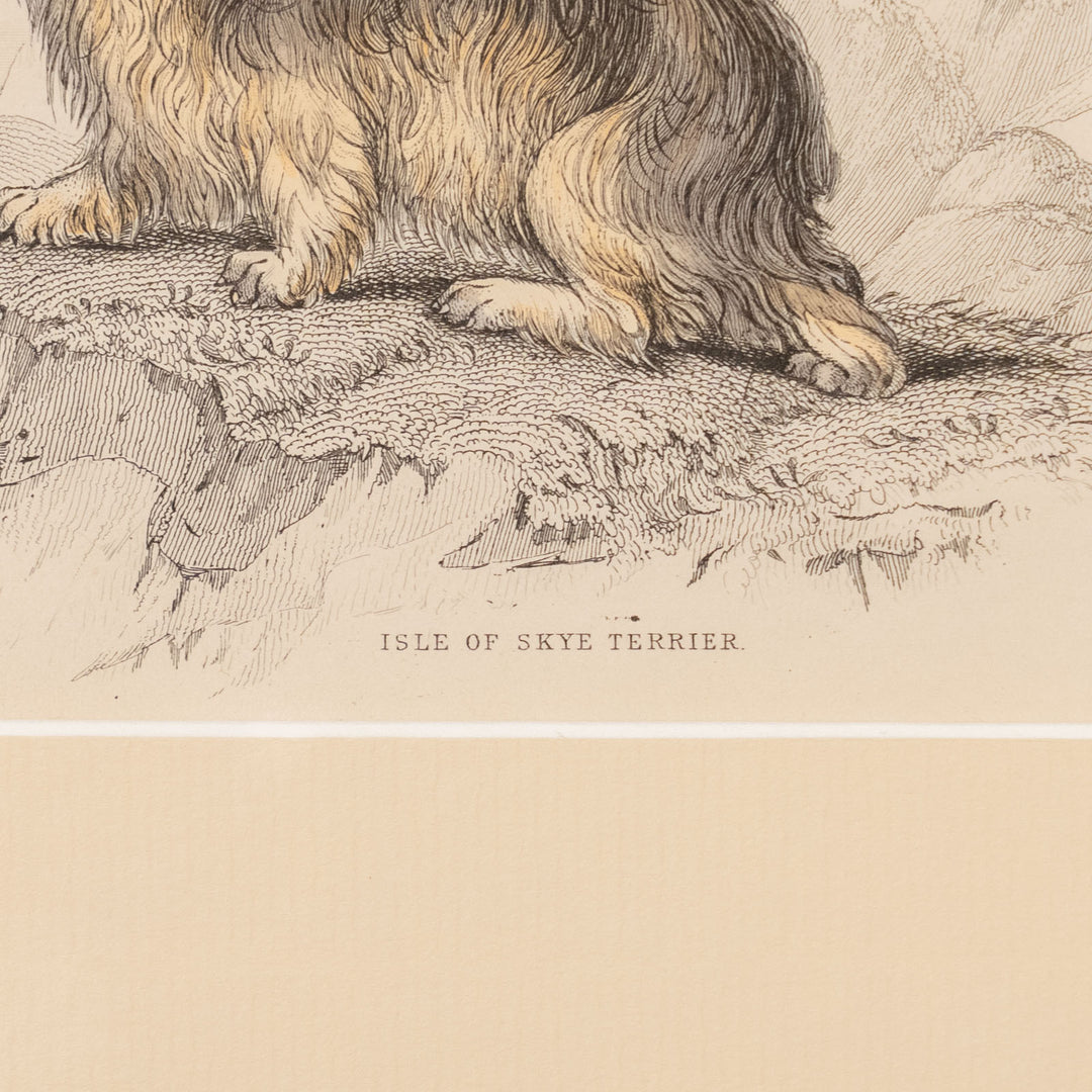 『ISLE OF SKYE TERRIER』幻の犬種スカイテリアの初期肖像 アートピース