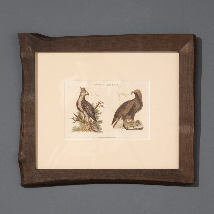 『Crowned Eagle & Golden Eagle』カンムリクマタカとイヌワシを繊細に描いた アートピース