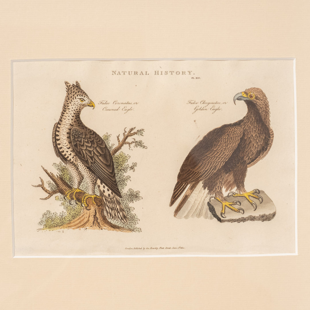 『Crowned Eagle & Golden Eagle』カンムリクマタカとイヌワシを繊細に描いた アートピース