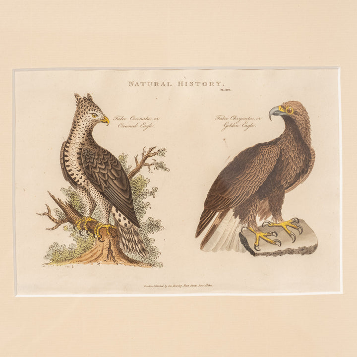 『Crowned Eagle & Golden Eagle』カンムリクマタカとイヌワシを繊細に描いた アートピース