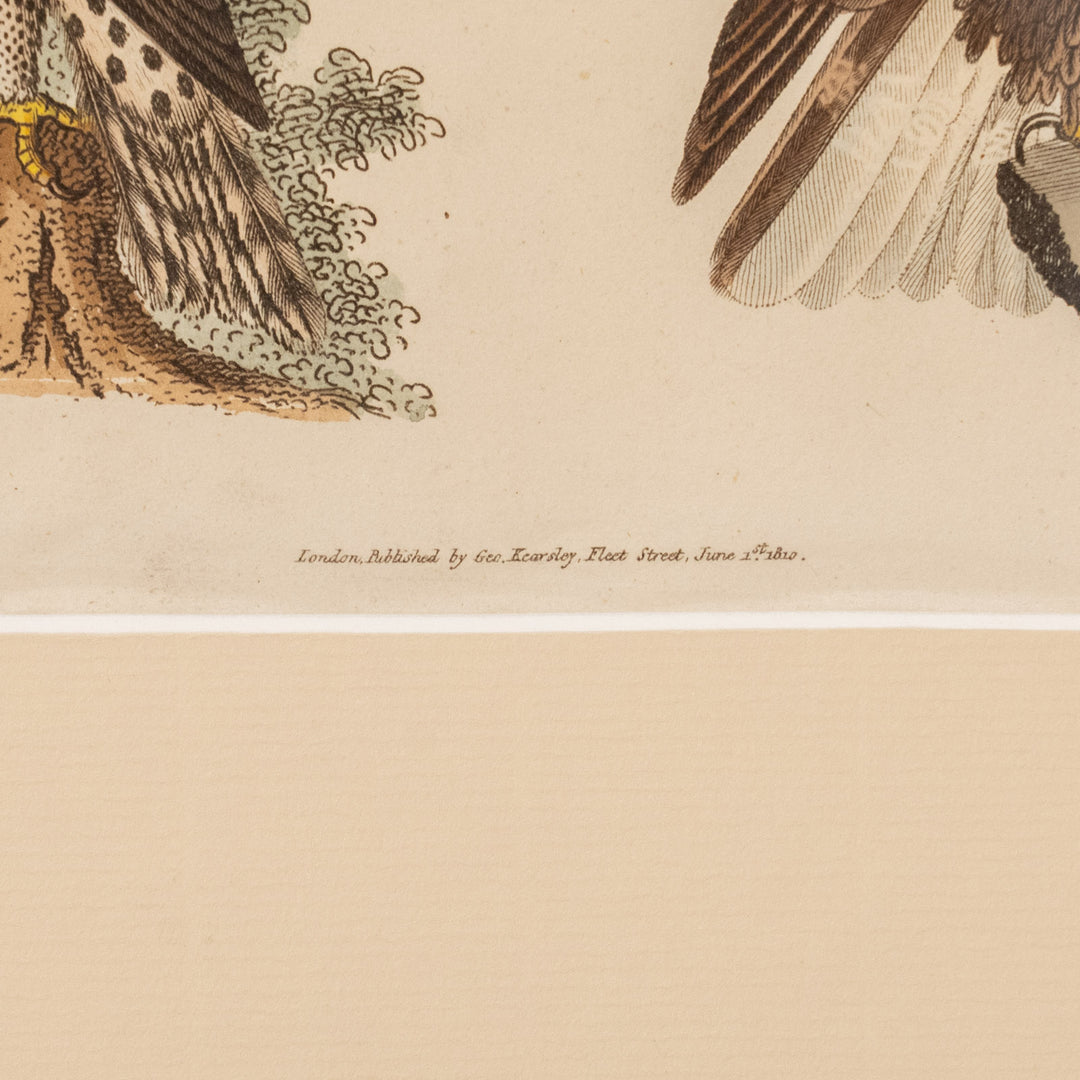 『Crowned Eagle & Golden Eagle』カンムリクマタカとイヌワシを繊細に描いた アートピース