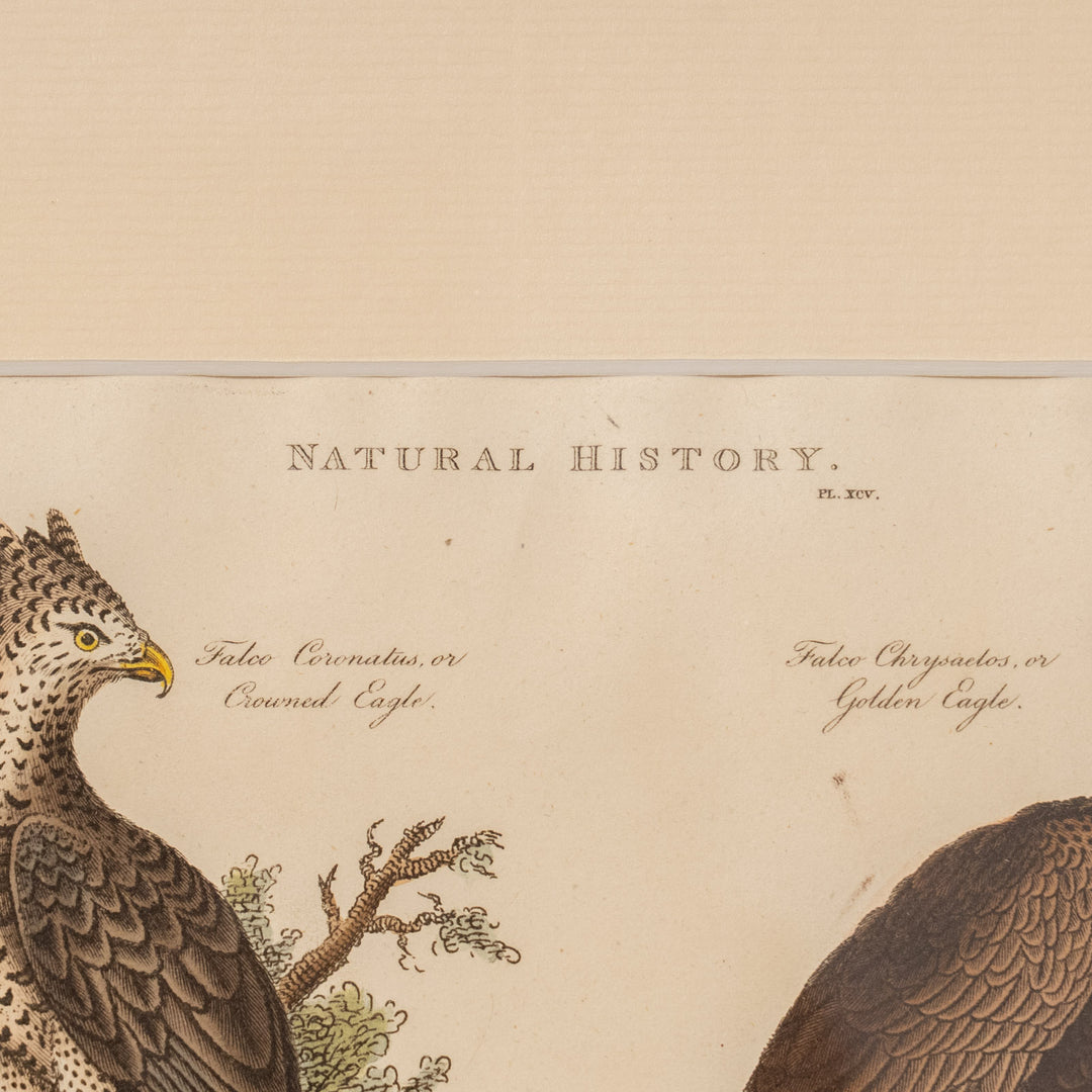 『Crowned Eagle & Golden Eagle』カンムリクマタカとイヌワシを繊細に描いた アートピース