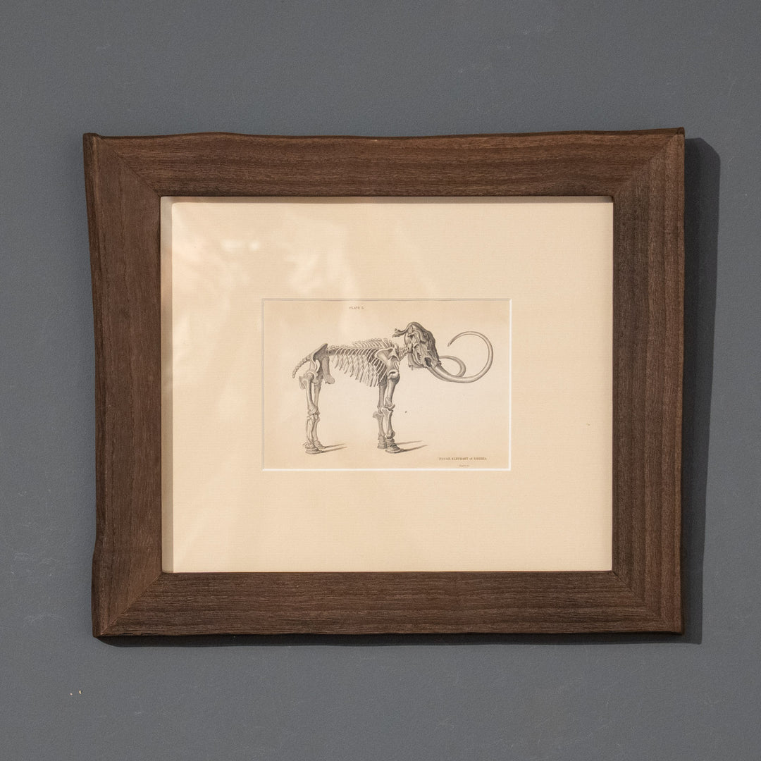 『FOSSIL ELEPHANT of SIBERIA』アダムズマンモスの全身骨格図 アートピース