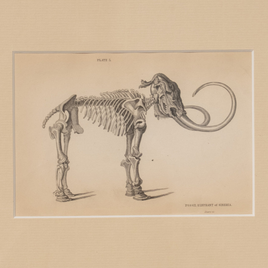 『FOSSIL ELEPHANT of SIBERIA』アダムズマンモスの全身骨格図 アートピース
