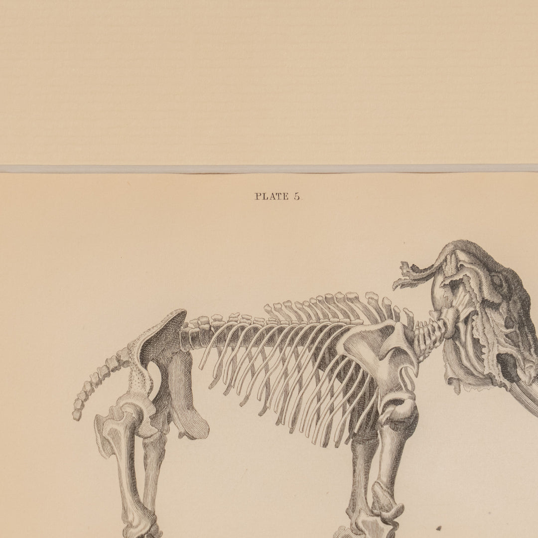 『FOSSIL ELEPHANT of SIBERIA』アダムズマンモスの全身骨格図 アートピース