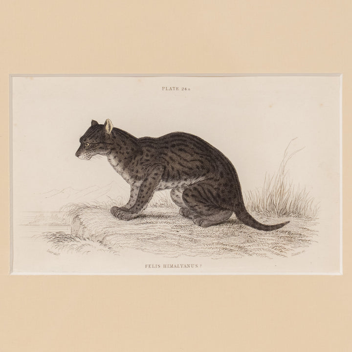 『FELIS HIMALYANUS？』ヒマラヤンワイルドキャットのしなやかな体躯が美しい アートピース