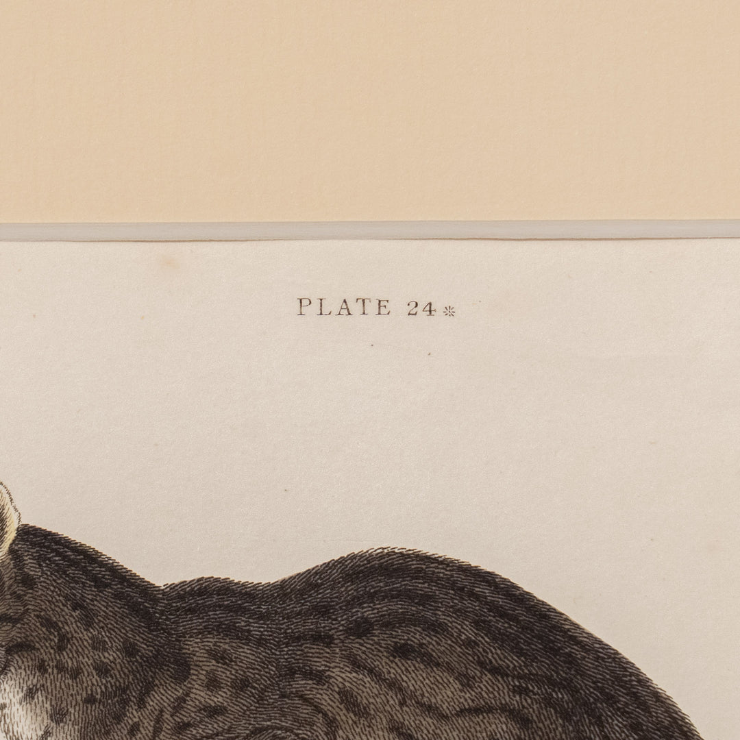 『FELIS HIMALYANUS？』ヒマラヤンワイルドキャットのしなやかな体躯が美しい アートピース