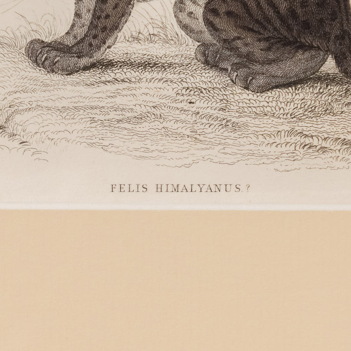 『FELIS HIMALYANUS？』ヒマラヤンワイルドキャットのしなやかな体躯が美しい アートピース