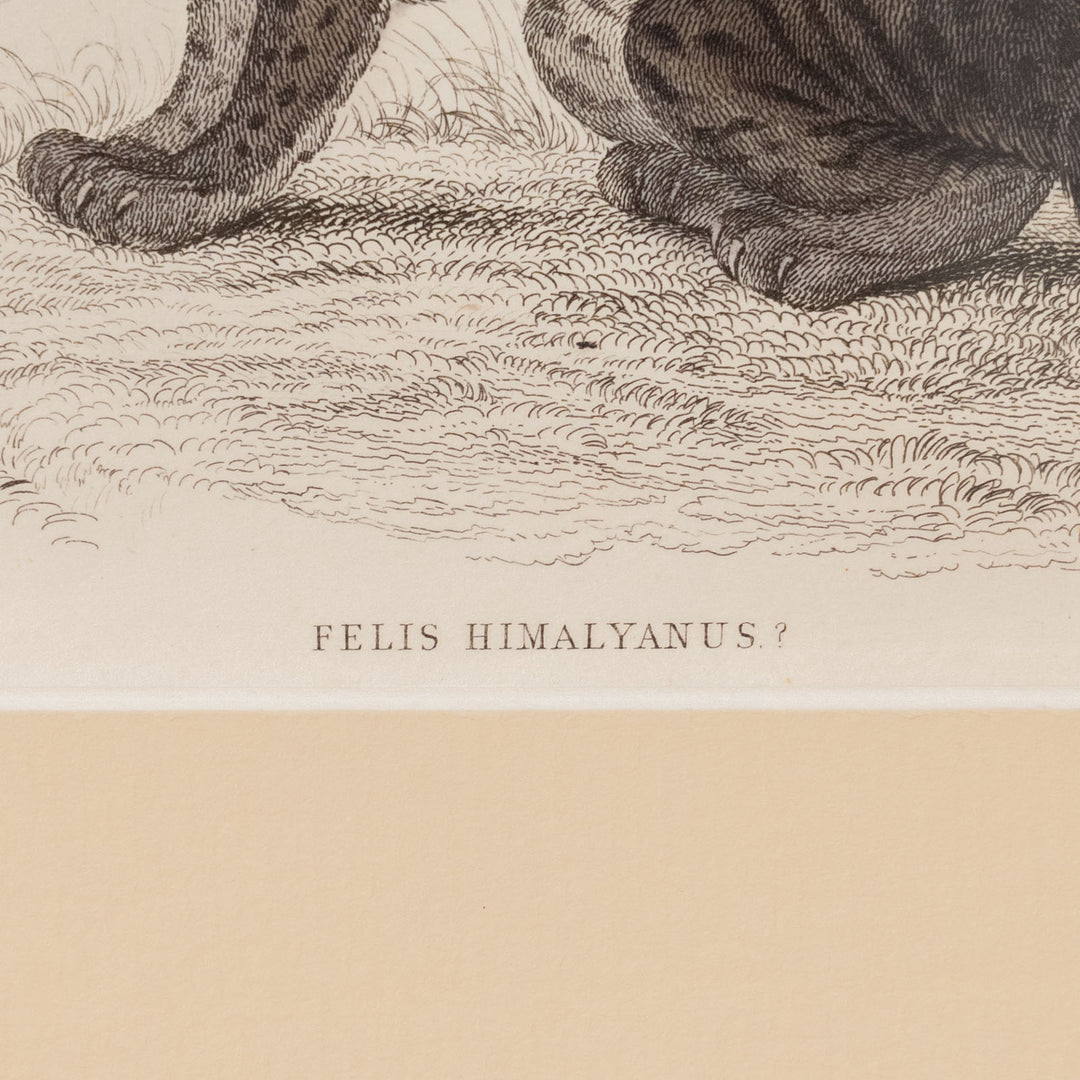 『FELIS HIMALYANUS？』ヒマラヤンワイルドキャットのしなやかな体躯が美しい アートピース
