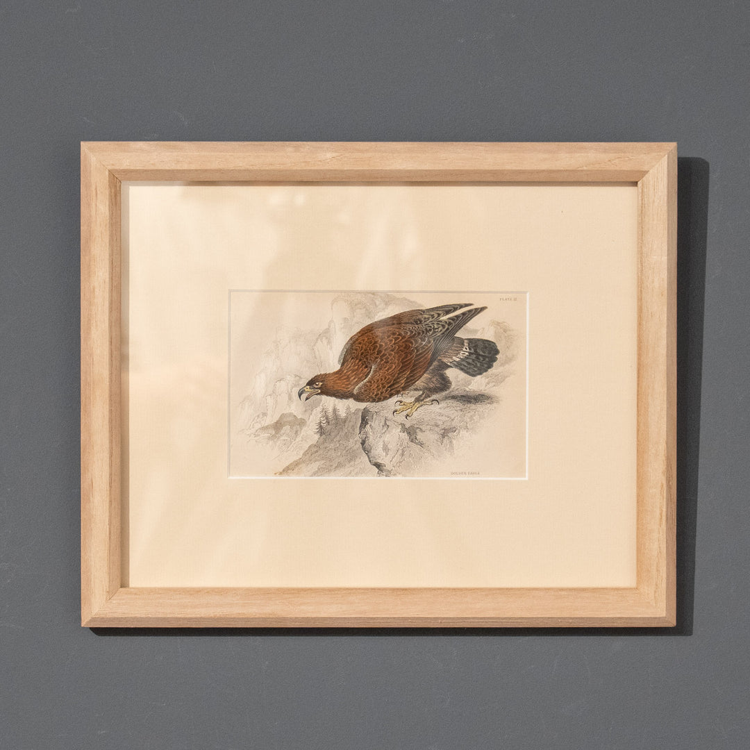 『GOLDEN EAGLE』イヌワシの勇猛な姿が描かれた アートピース