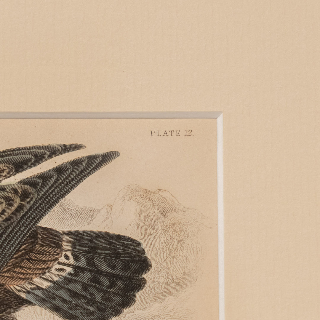 『GOLDEN EAGLE』イヌワシの勇猛な姿が描かれた アートピース