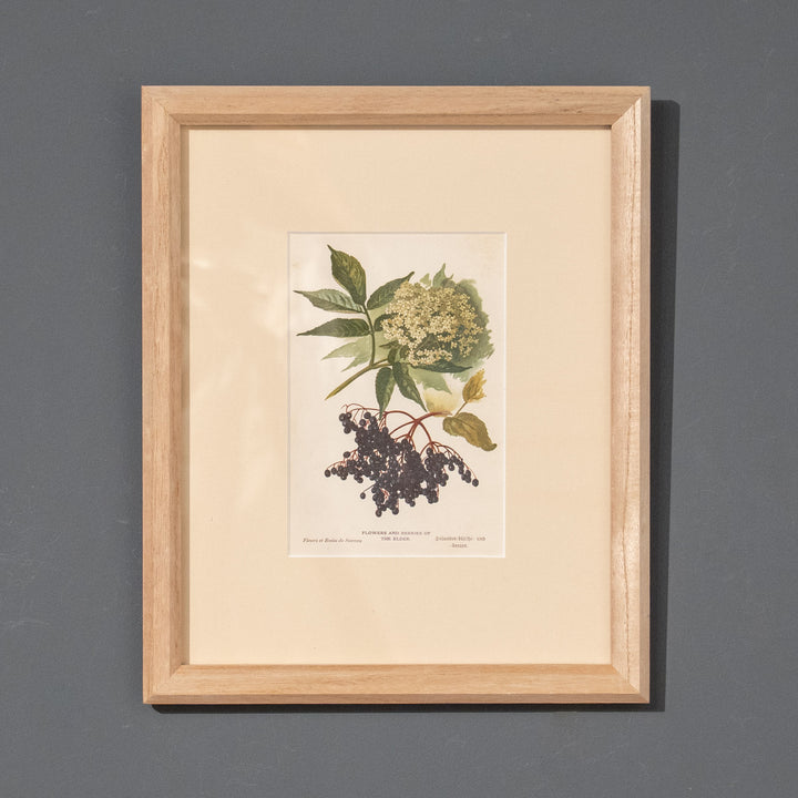 『FLOWERS AND BERRIES OF THE ELDER』エルダーベリーの花と実が深く艶やか アートピース