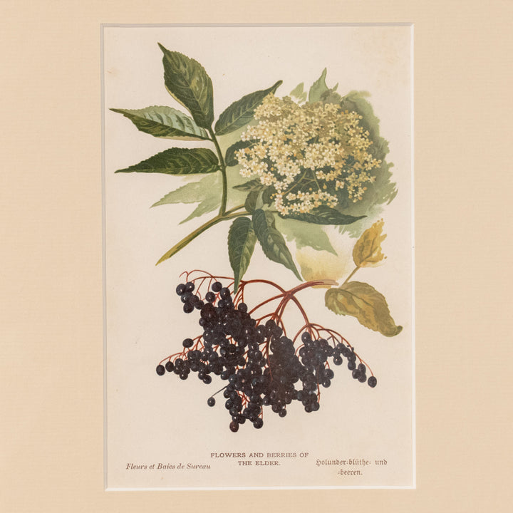『FLOWERS AND BERRIES OF THE ELDER』エルダーベリーの花と実が深く艶やか アートピース
