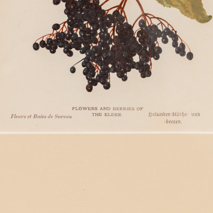 『FLOWERS AND BERRIES OF THE ELDER』エルダーベリーの花と実が深く艶やか アートピース