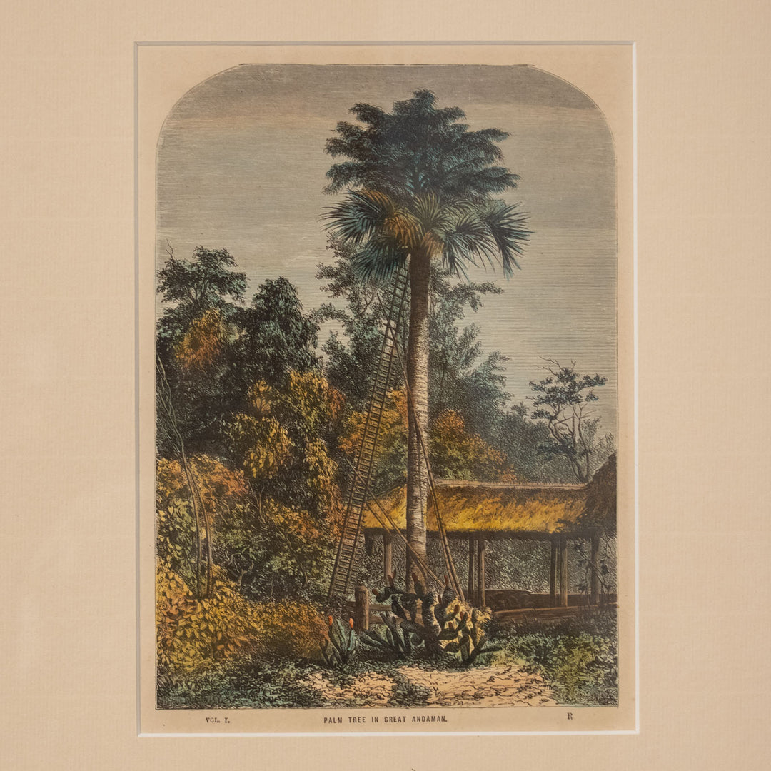 『PALM TREE IN GREAT ANDAMAN』大アンダマン諸島のヤシの木 アートピース