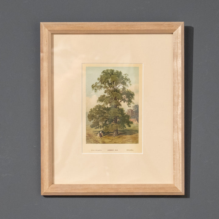 『COMMON ELM.』天高く枝葉を広げるエルムの巨木がダイナミックに配置 アートピース