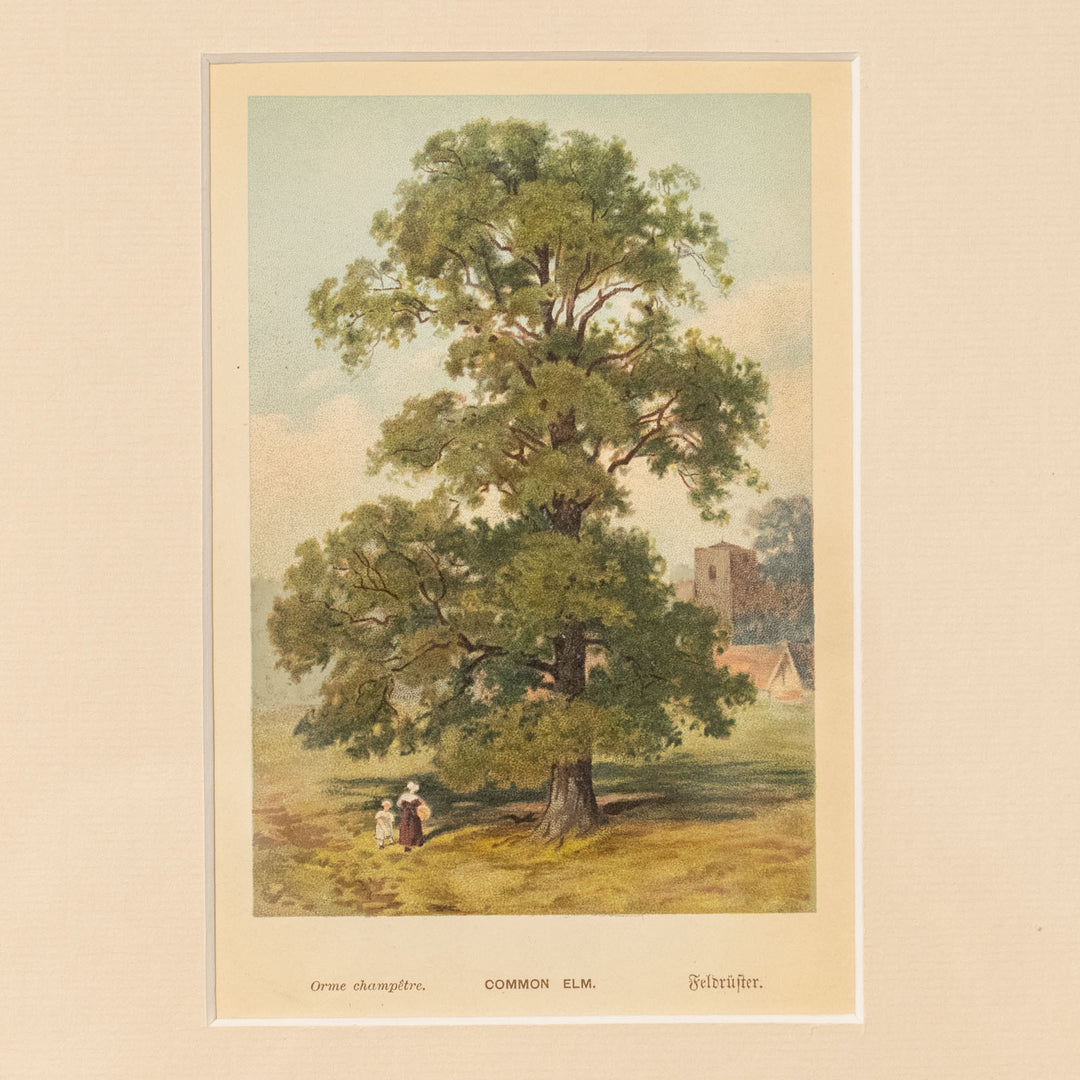 『COMMON ELM.』天高く枝葉を広げるエルムの巨木がダイナミックに配置 アートピース