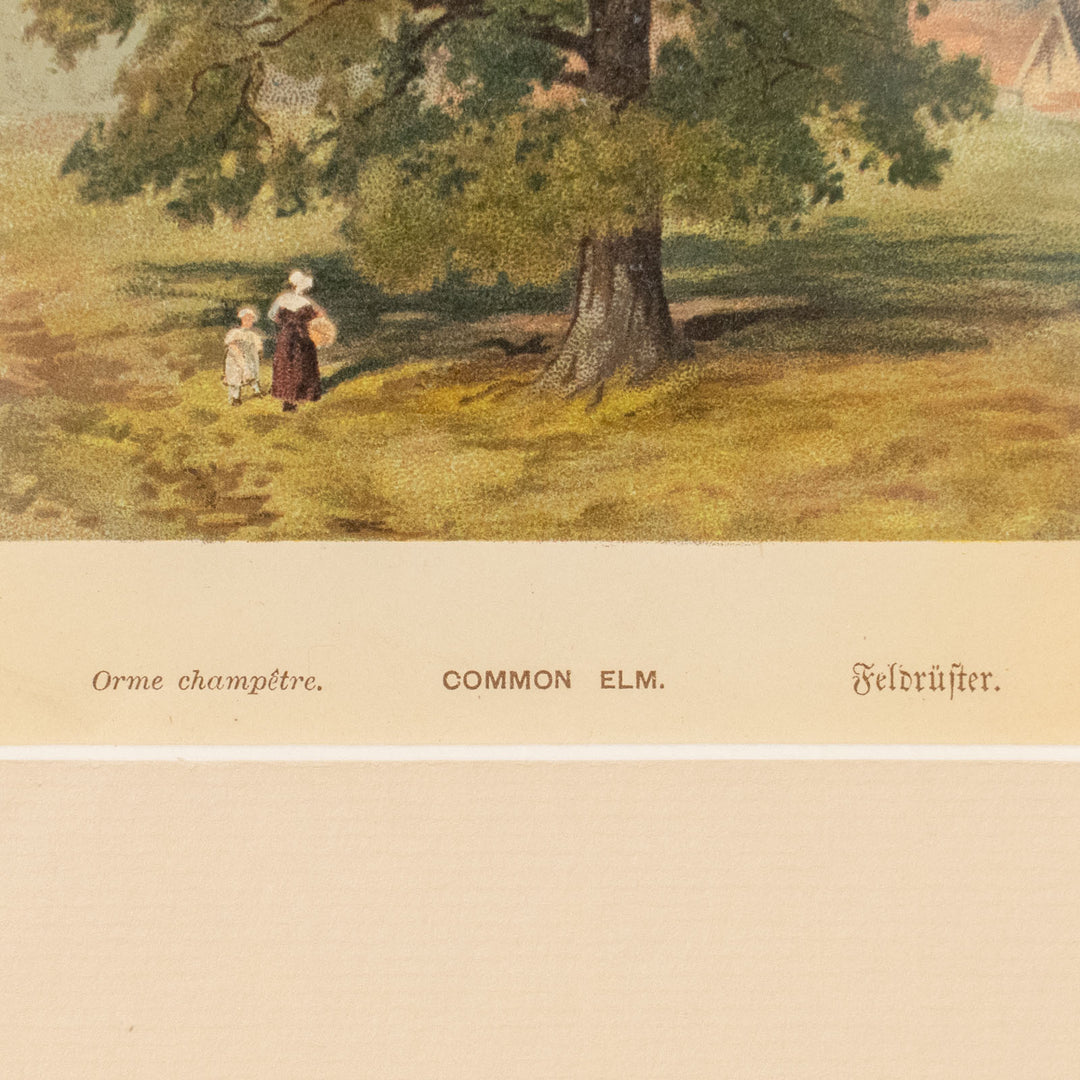 『COMMON ELM.』天高く枝葉を広げるエルムの巨木がダイナミックに配置 アートピース