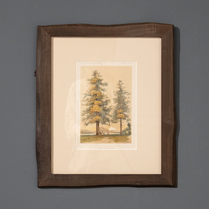 『PINUS PONDEROSA』天高く聳え立つイエローパインの巨木 ピヌス・ポンデローサ アートピース