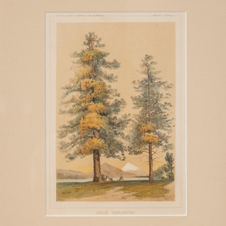 『PINUS PONDEROSA』天高く聳え立つイエローパインの巨木 ピヌス・ポンデローサ アートピース
