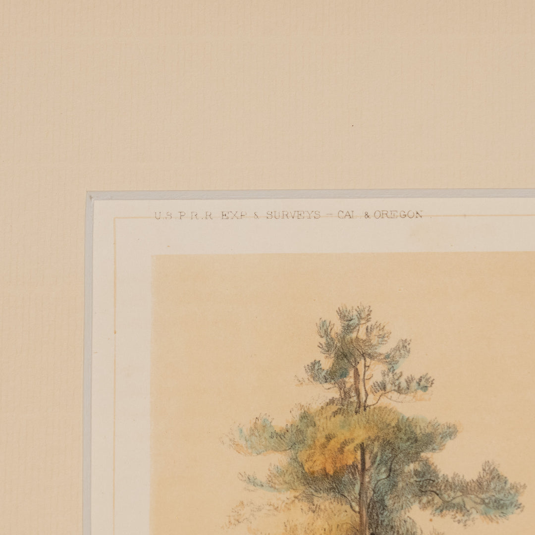 『PINUS PONDEROSA』天高く聳え立つイエローパインの巨木 ピヌス・ポンデローサ アートピース