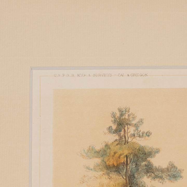 『PINUS PONDEROSA』天高く聳え立つイエローパインの巨木 ピヌス・ポンデローサ アートピース
