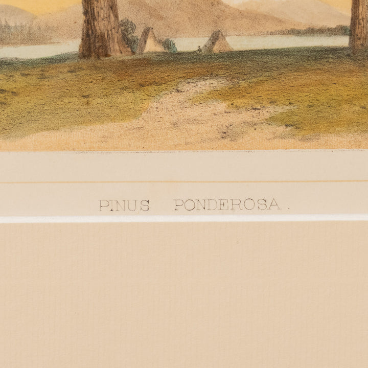 『PINUS PONDEROSA』天高く聳え立つイエローパインの巨木 ピヌス・ポンデローサ アートピース