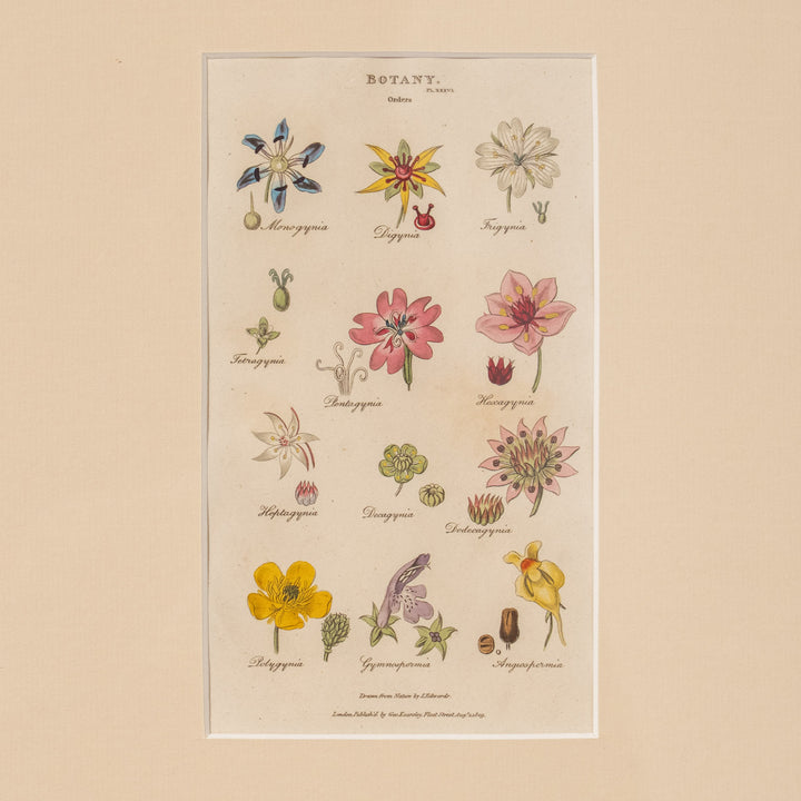 『BOTANY.』リンネの植物分類学［目］と12の花々 アートピース