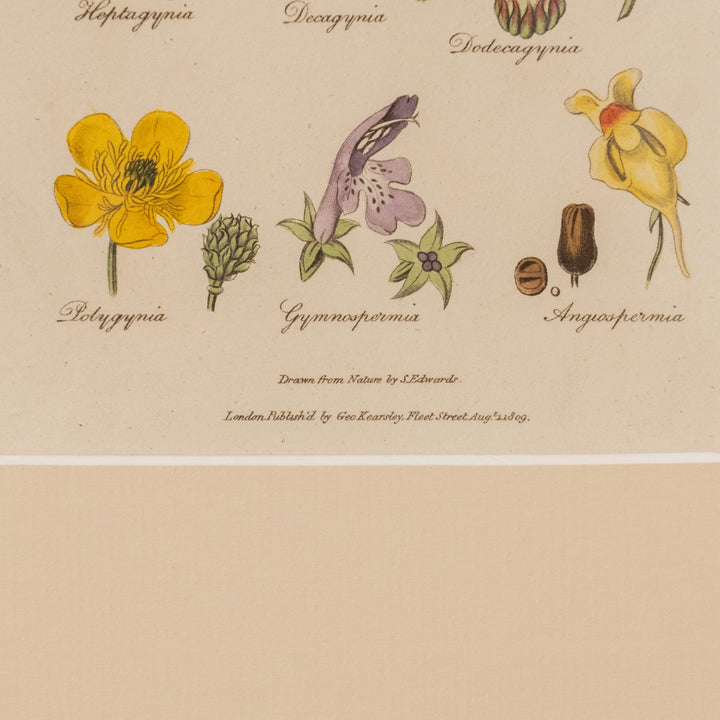 『BOTANY.』リンネの植物分類学［目］と12の花々 アートピース