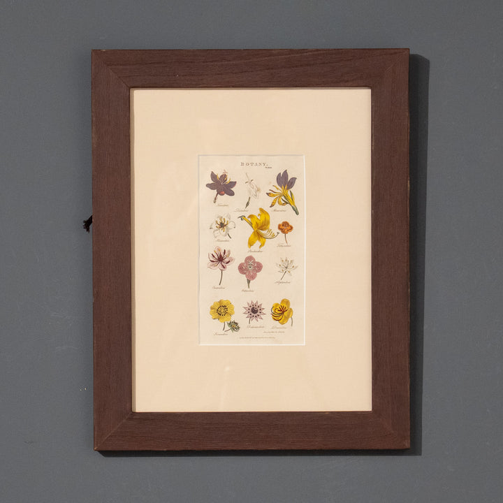 『BOTANY.』リンネの植物分類学［綱］と12の花々 アートピース