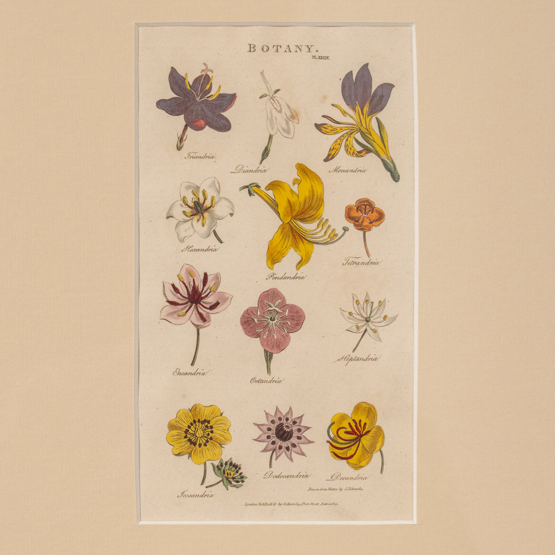 『BOTANY.』リンネの植物分類学［綱］と12の花々 アートピース