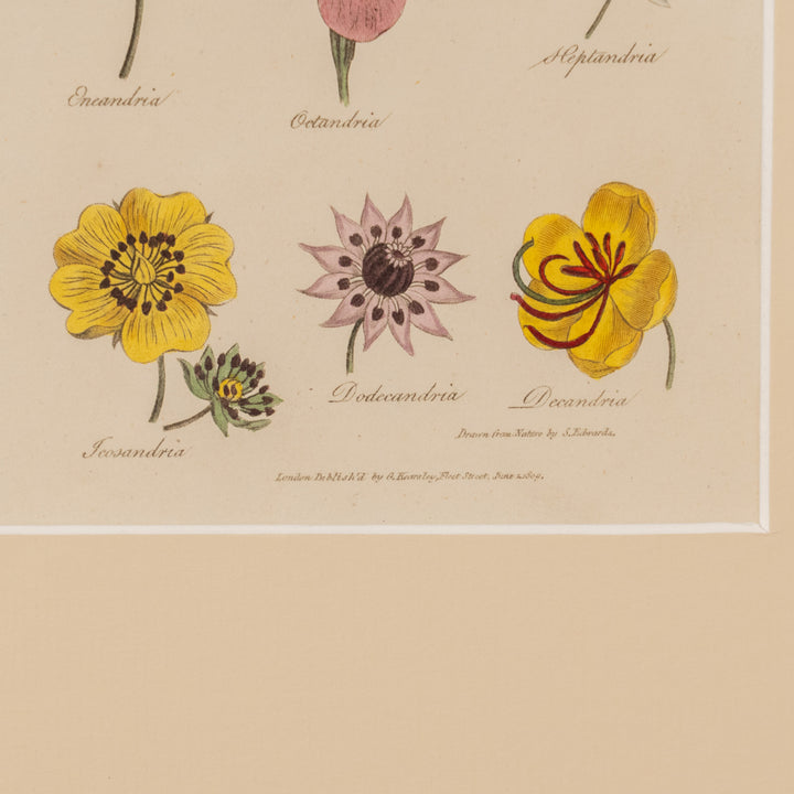 『BOTANY.』リンネの植物分類学［綱］と12の花々 アートピース