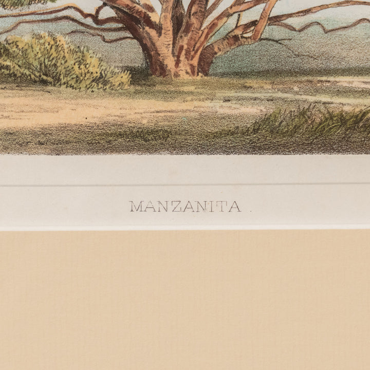 『MANZANITA.』赤褐色の美しい幹を持つ奇跡の木 マンザニータ アートピース