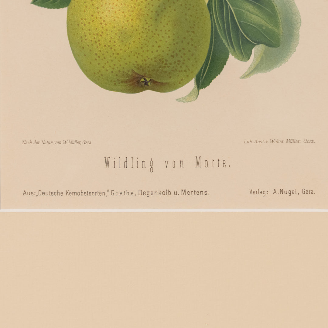 『Wildling von Motte.』グリーンと白の色彩が爽やか アートピース