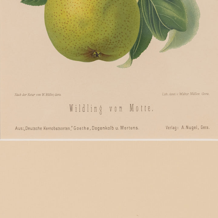 『Wildling von Motte.』グリーンと白の色彩が爽やか アートピース