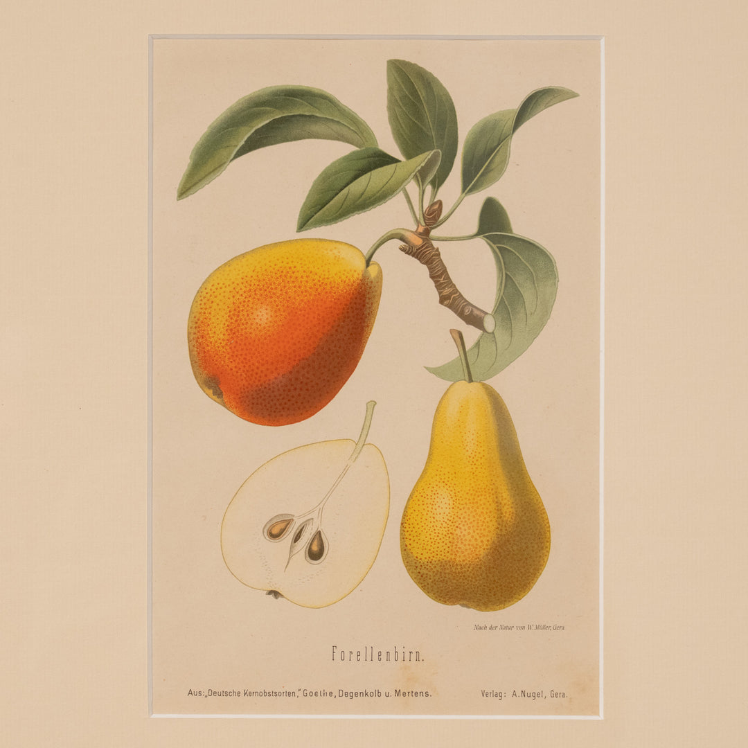『Forellenbirn.』瑞々しく鮮やかな色彩の西洋梨が美しい アートピース
