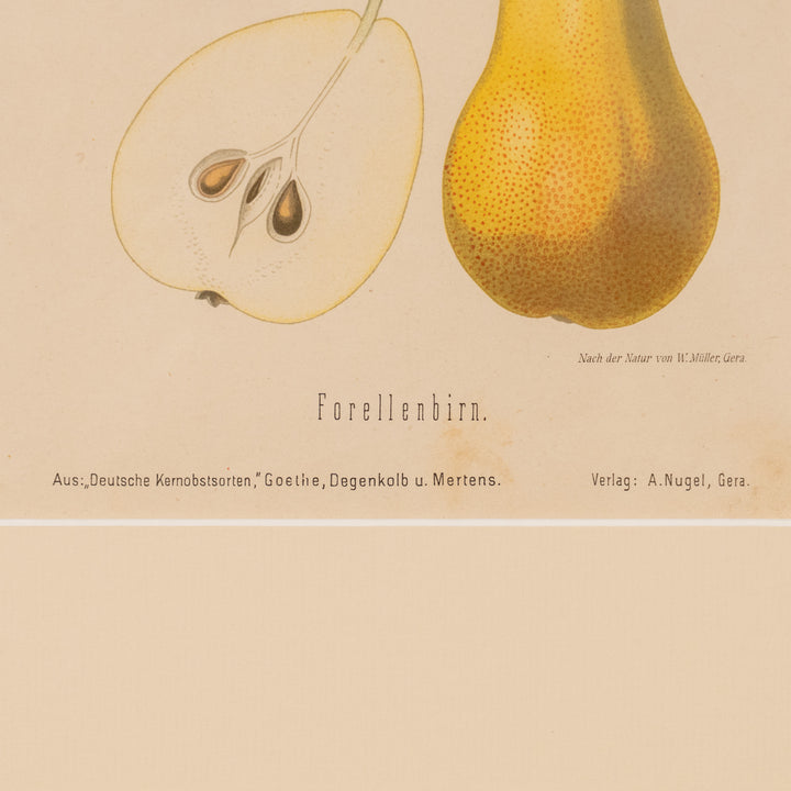 『Forellenbirn.』瑞々しく鮮やかな色彩の西洋梨が美しい アートピース