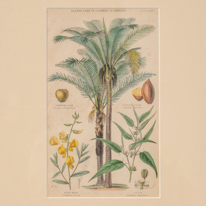 『PLANTS USED IN CLOTHING & CORDAGE』衣類やロープに使われる植物を網羅 アートピース