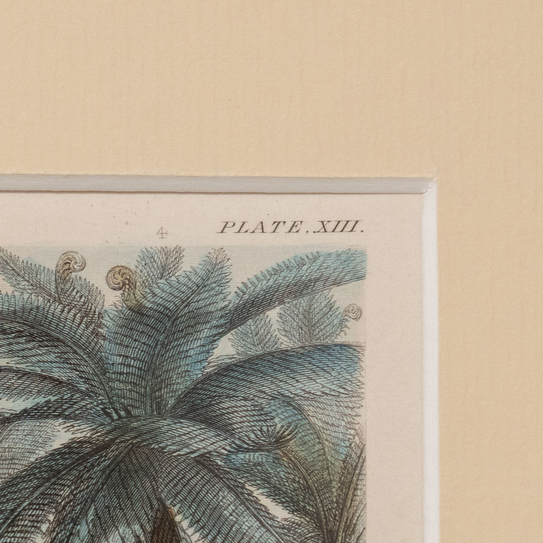 『TREE FERNS.』木生シダ類のある熱帯風景 アートピース