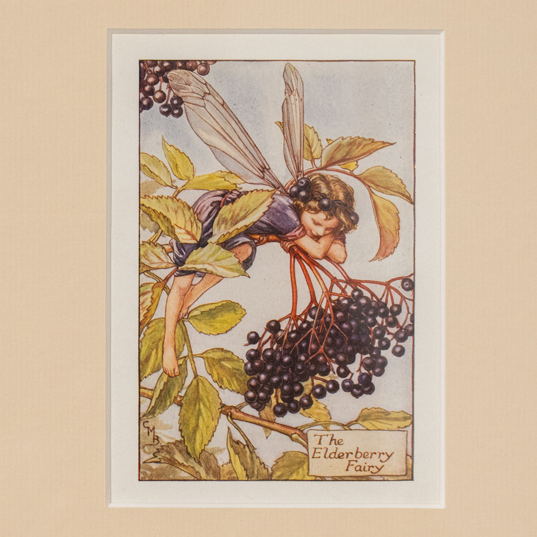 『The ELDERBERRY Fairy』愛おしそうに果実を見つめながらまどろむエルダーベリーの妖精 アートピース