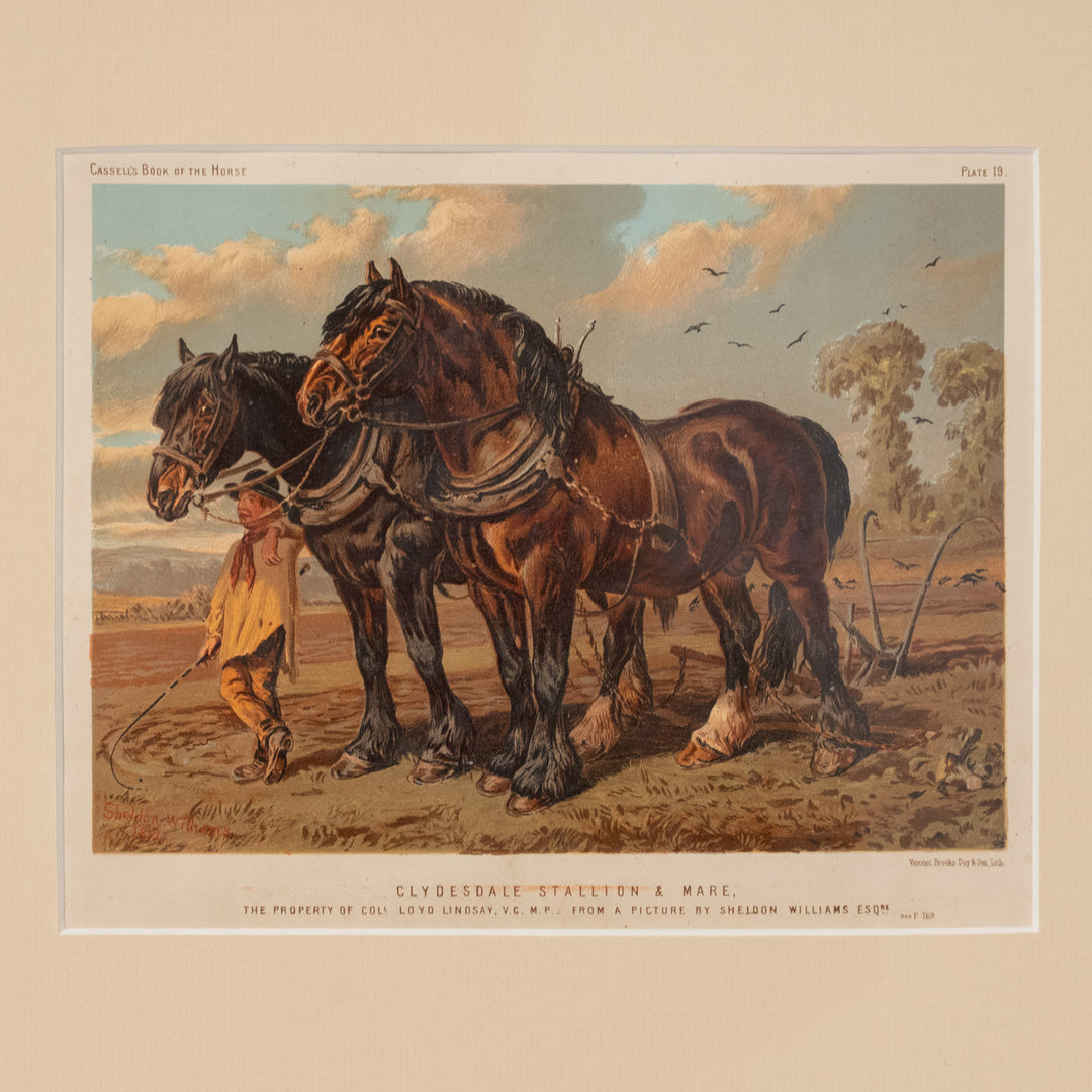 『CLYDESDALE STALLION & MARE』重種馬クライズデールの圧倒的な馬体が美しい アートピース