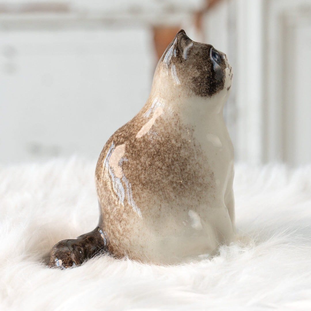 【Winstanley Cat ウィンスタンレイ キャット】どっしりしたフォルムがたまらない可愛さ ブルーアイ サイアミーズ シャム猫 /25L